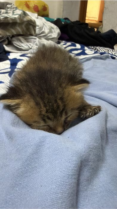 Котята1 месецние