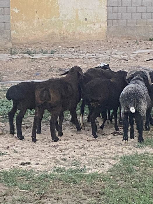 Еркек екы қозы сатылады