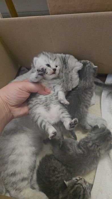 Серебристый табби шиншилла девичка и мальчик