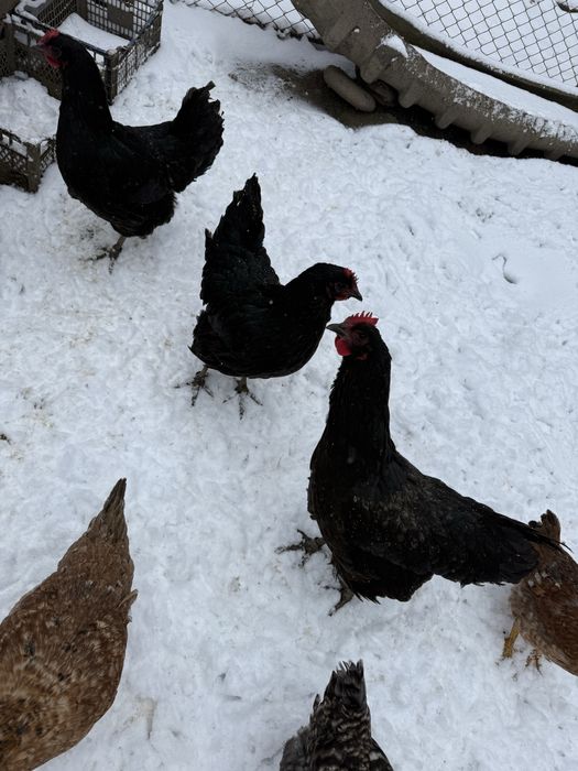 Vand gaini australiene