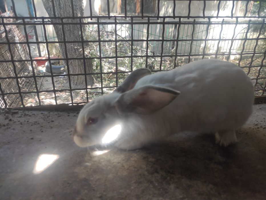 Кролики 5-ти месячные