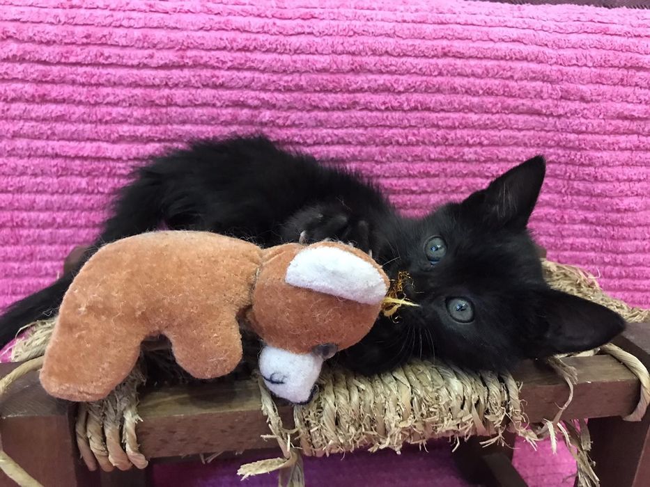 Подарявам малко мъжко коте с изградени навици