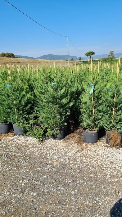 Pon pon spirala gold rider plante ornamentale