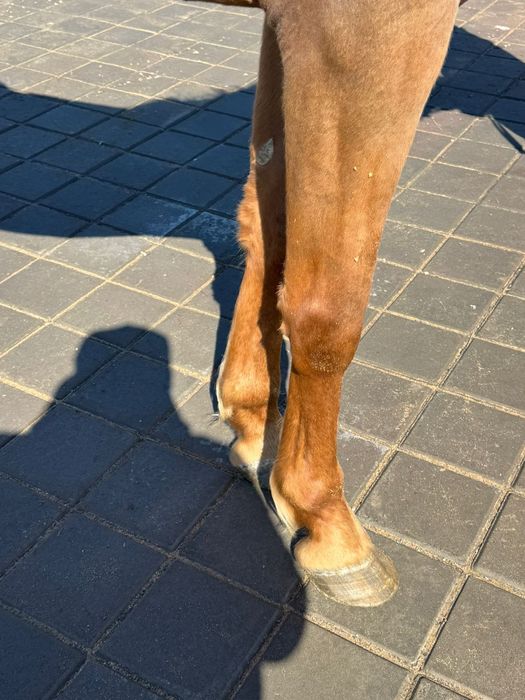 ат сатылады 6жасар