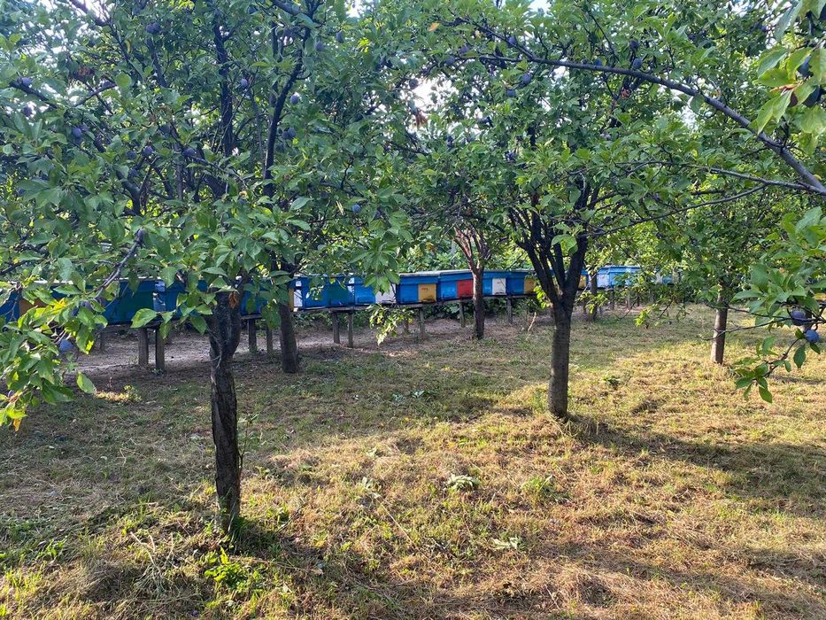 Miere de salcam ,Miere poliflora! 2022