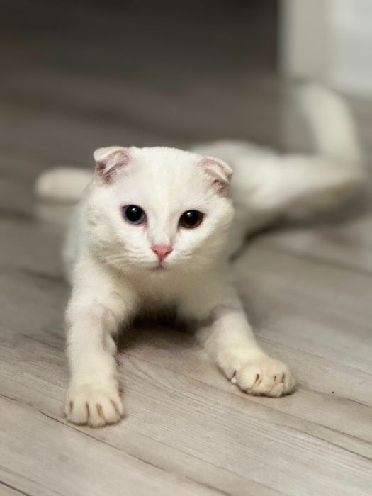 Отдам кота в добрые руки