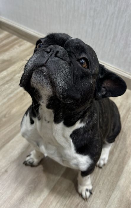 Продам девочку французкий бульдог