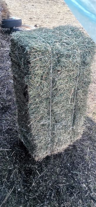 Жонашка шөп тараз