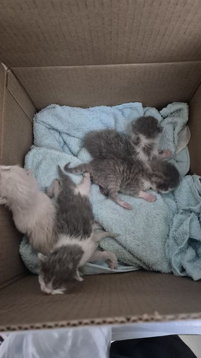4 котёнка отдам в хорошие руки