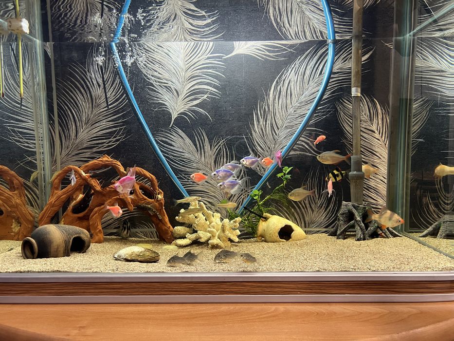 Панорамный аквариум «под ключ».