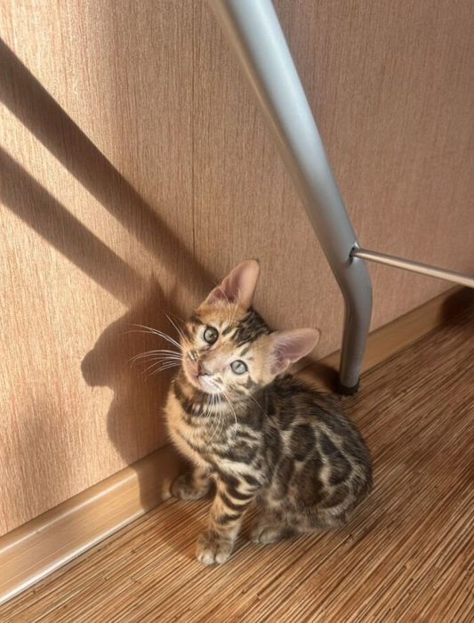 Бенгальские котята