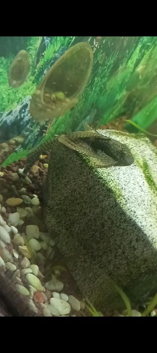 Ancistrusi negri voalați