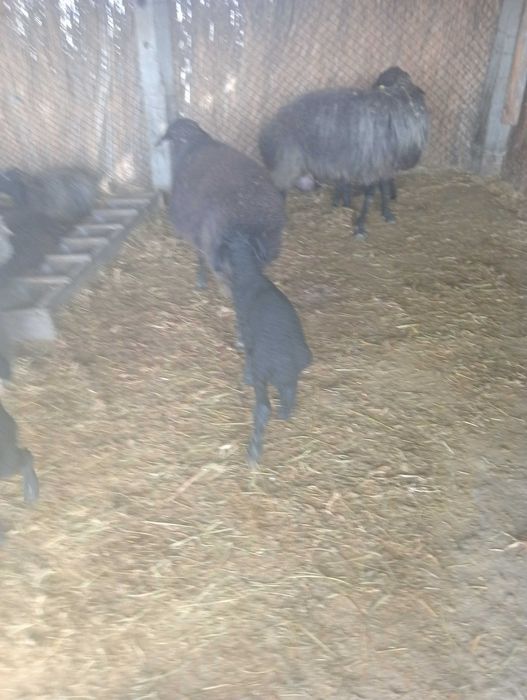 Vând oi karakul.capre și 2 berbeci