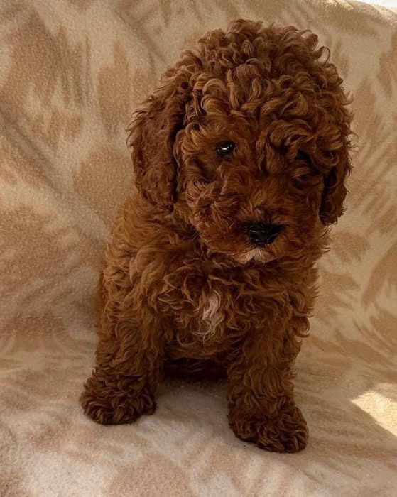 Pui mascul Toy Poodle disponibil