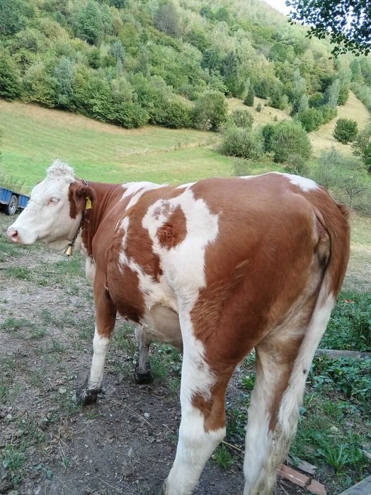 Junincă de 2 ani si 4 luni