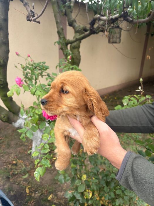 Cocker Spani fetita