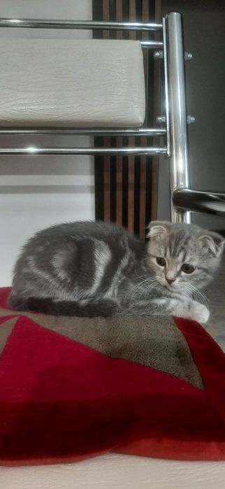Продам шотландской котят
