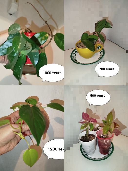 Бугенвилия цветущая