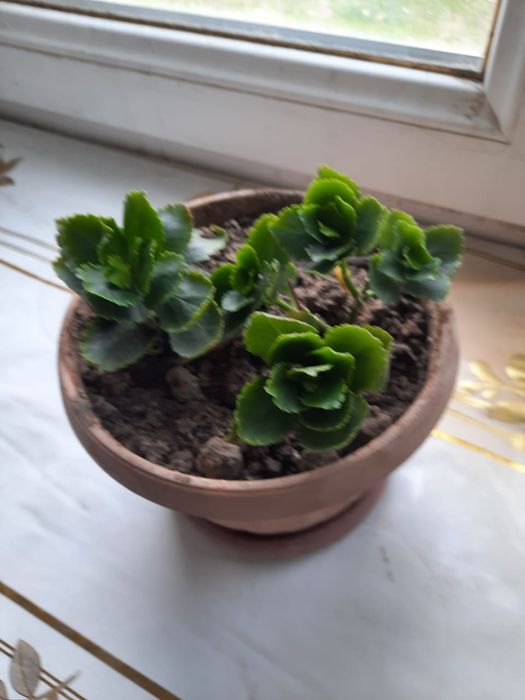 Продаю комнатные растения