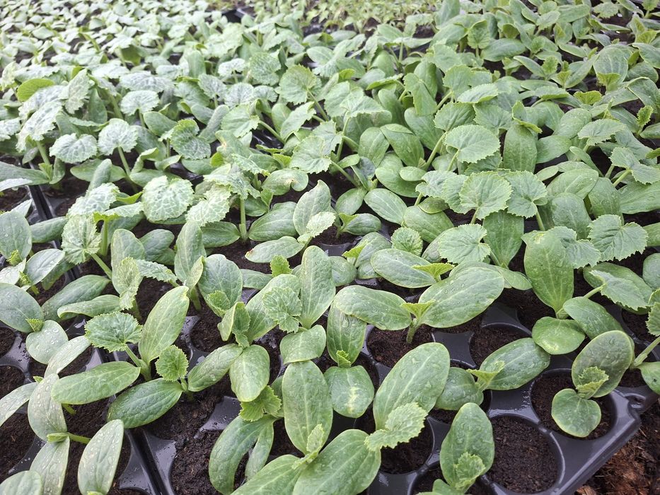 Rasaduri legume productive !