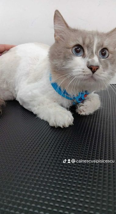 Salon Felin / Tuns Pisici / Salon Sector 6 - Frizerie Felina