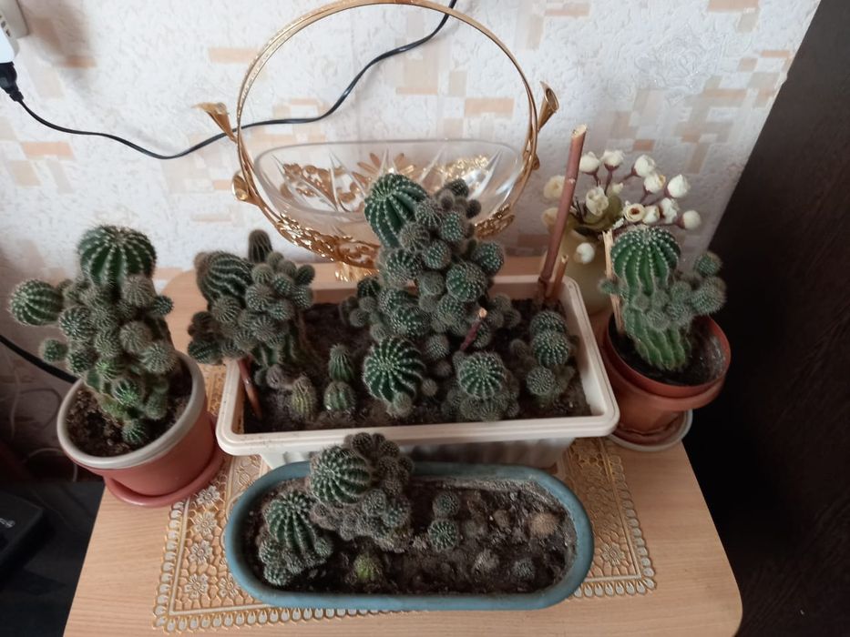 Цветы кактусы  несколько горшков