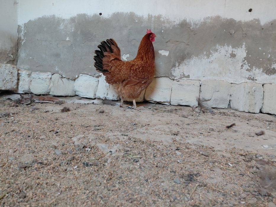 Атеш пен тауык сатылады