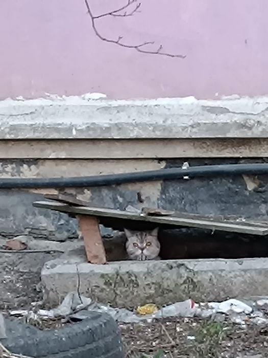 Кошечка ,британка в добрые руки