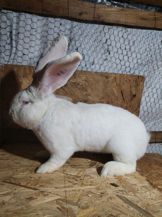 Mascul uriaș german alb