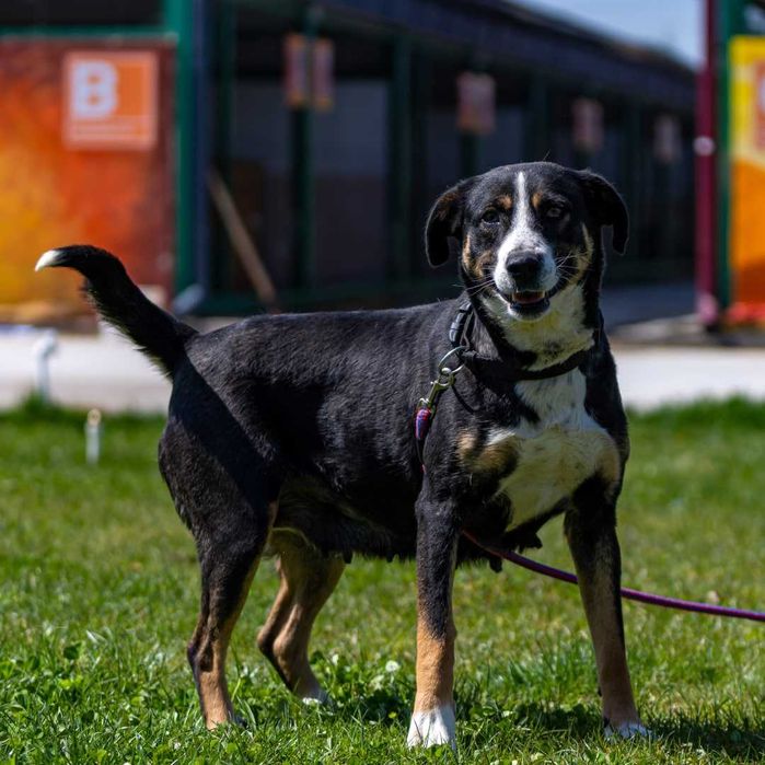 Собака (3 года) в добрые руки