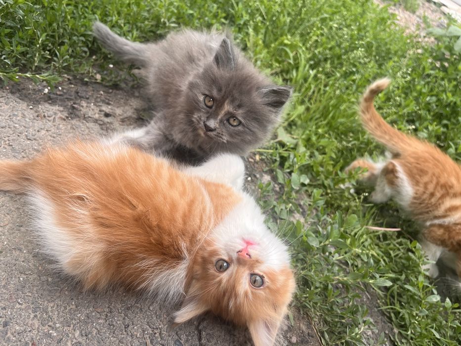 Отдам котят в хорошие руки