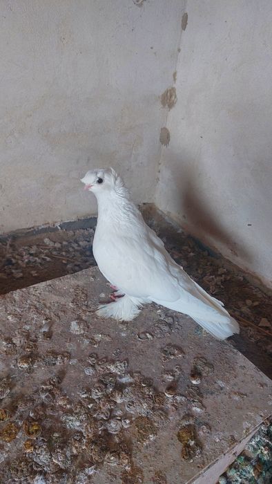 Голуби белый двухчубый самец кептер
