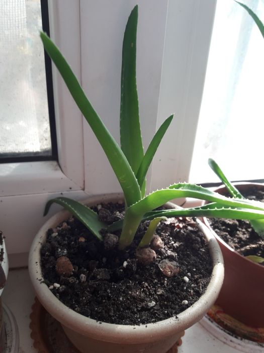 Продам   цветы  комнатные