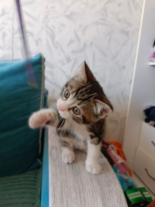 Отдам котенка в добрые руки