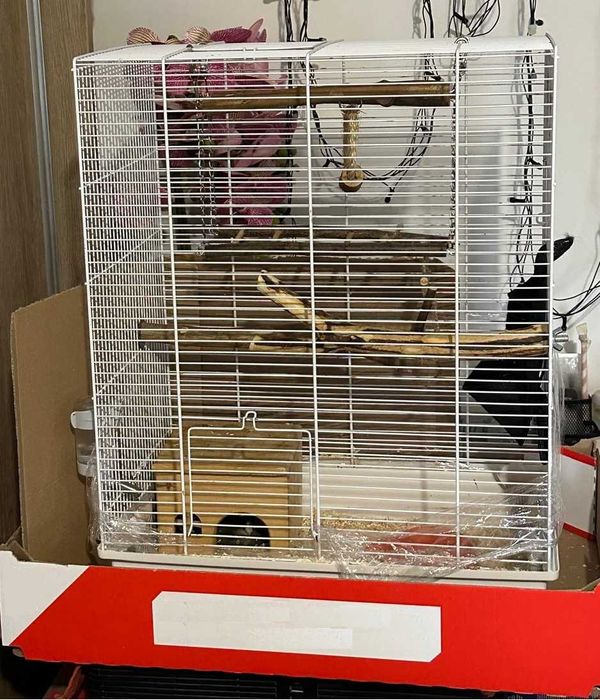 Veverita zburatoare + cușca + accesorii + hrana