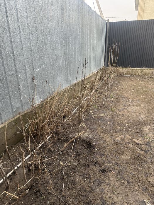 Малина саженцы бесплатно