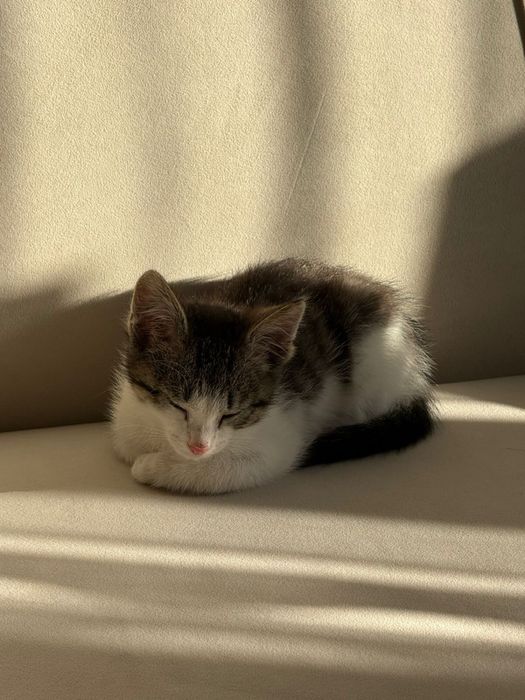 Котёнок ищет любящую семью
