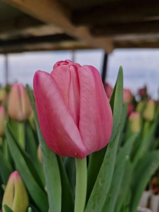 Қызғалтақ, Тюльпан