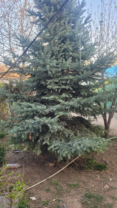 Продам голубую ель