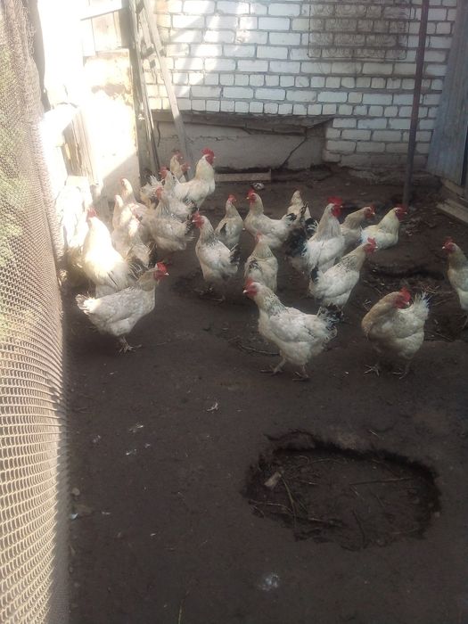 Продам кур Адлер