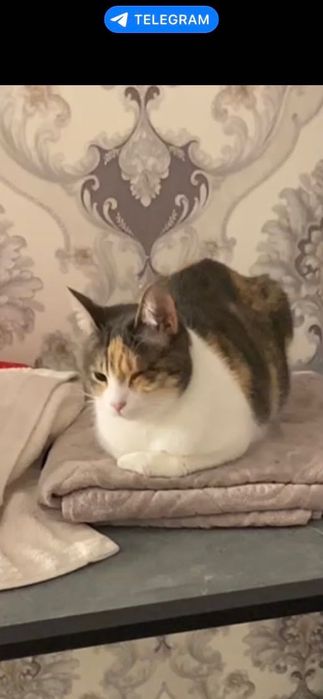 Отдадим в добрые и ответственные руки красивую кошечку. Стерилизована