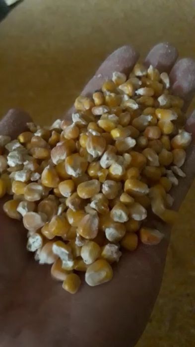 Кукуруза кормовая. Кукуруза дробленая