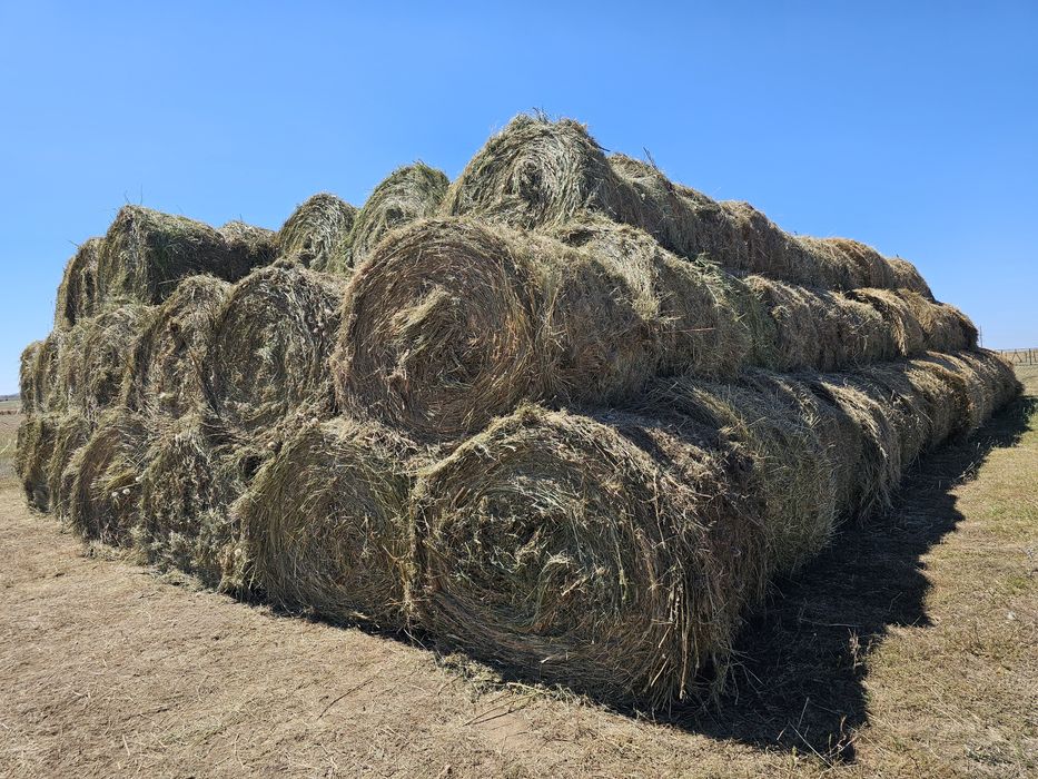 Сена рулон Шөп оптом