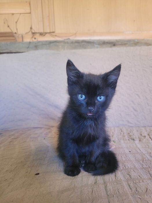 Бесплатно котяты