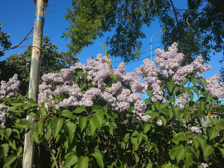 Продаю сирень для букетов