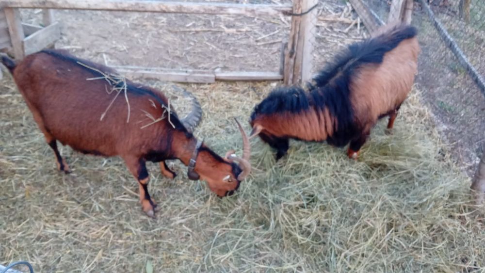 Țap și Capră Alpina