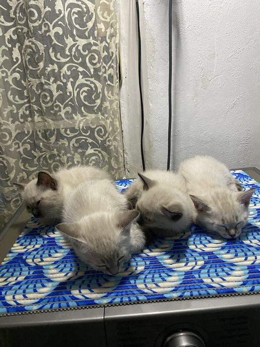 Котята в добрые руки