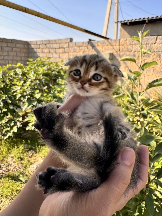 Вислоухие котята скотиш- страйт и скотиш-фолд