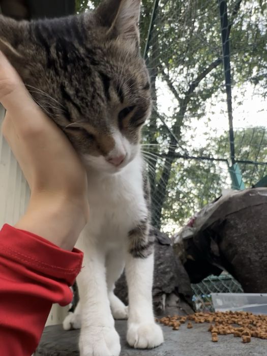 Ласковый котик ищет дом!