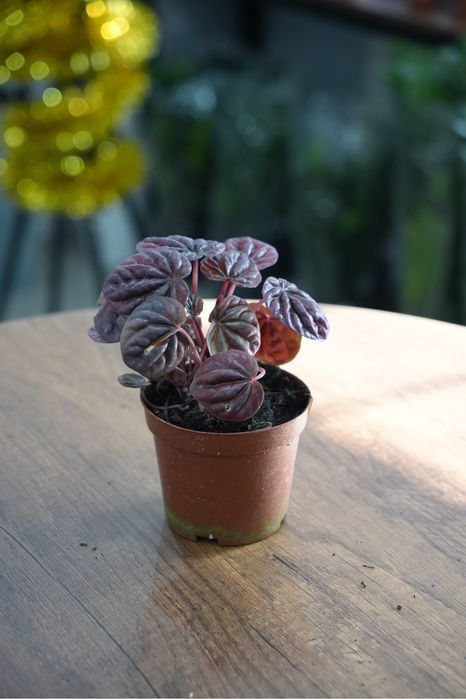 Пеперомия ред луна